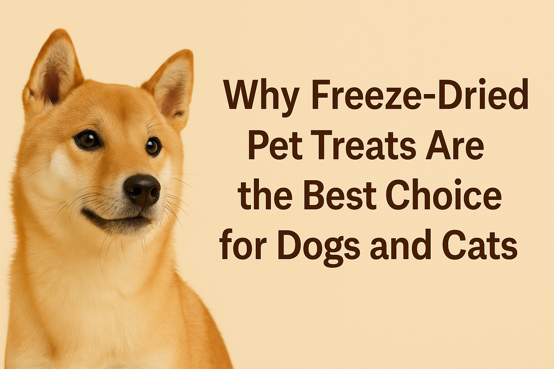 A tan Shiba Inu with a curious expression sits against a beige background. To the right, bold brown text reads: “Why Freeze-Dried Pet Treats Are the Best Choice for Dogs and Cats.”