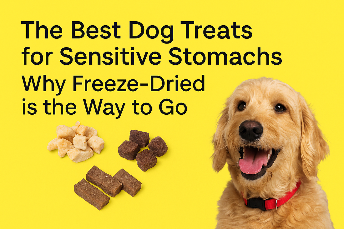 Digital infographic comparing freeze-dried and dehydrated pet treats, highlighting differences in texture, nutrition, shelf life, and ingredients with bold icons and labeled sections