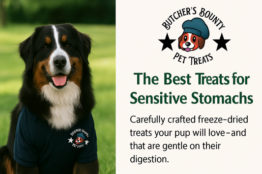 A promotional graphic for Butcher’s Bounty Pet Treats featuring a happy dog in front of a vibrant yellow background, with bold text that reads “The Best Dog Treats for Sensitive Stomachs – Freeze-Dried is the Way to Go.”